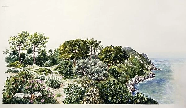 Natural Environments, Maquis shrubland, illustration