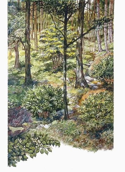 Natural Environments, Temperate deciduous forest, illustration