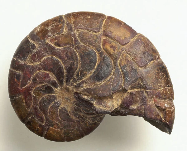 Nautiloids - Aturia: The fossilised internal mould of the shell of the nautilus Aturia praezigzac Oppenheim, which lived in fairly deep waters