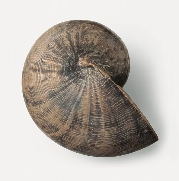 Nautiloids - Cernoceras: A fossilised Cenoceras simillium (Foord and Crick) shell, a nautilus that lived in seas 50 - 100 metres deep