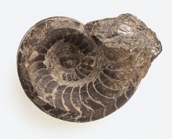 Nautiloids - Vestinautilus: The internal mould of the nautiloid Vestinautilus cariniferus (J. de C. Sowerby), preserved in limestone. The animal lived on the bottom of shelf seas