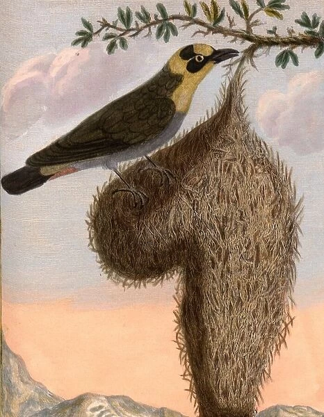 The nelicourvi of Madagascar