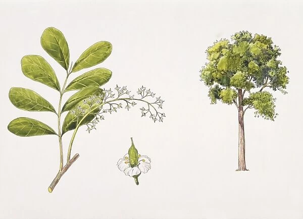 Neotina isoneura plant with flower, leaf, illustration