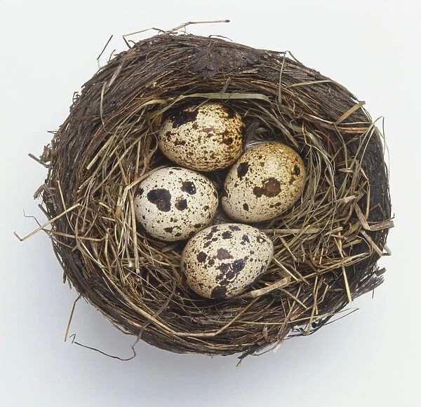 Nest containing four speckled bird eggs, view from above