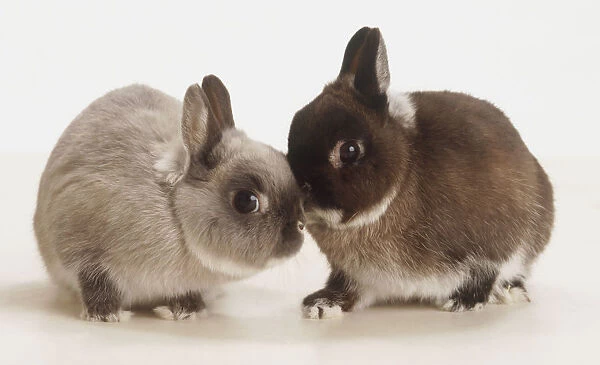 Two Netherlands Dwarf Rabbits (Oryctolagus Cuniculus) rubbing noses, side view