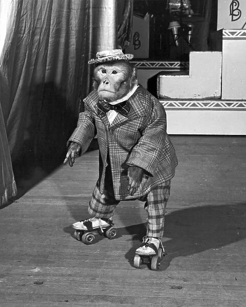 New York, New York: December 27, 1946. Herman, the roller skating anthropoid