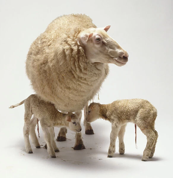Two newborn lambs, four hours old, umbilical cords hanging beneath underbelly, woolly cream coloured coat, long slender legs, standing beneath mother, ewe has very thick woolly coat, large head, small upright ears