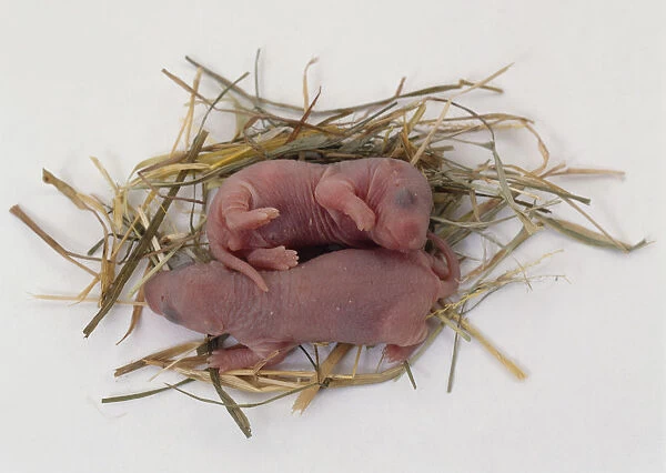 Newborn rats in hay