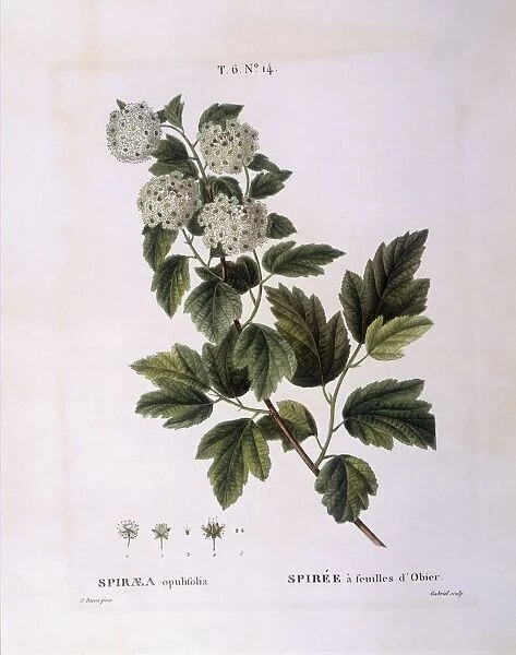 Ninebark (Spiraea opulifolia), Henry Louis Duhamel du Monceau, botanical plate by Pancrace Bessa