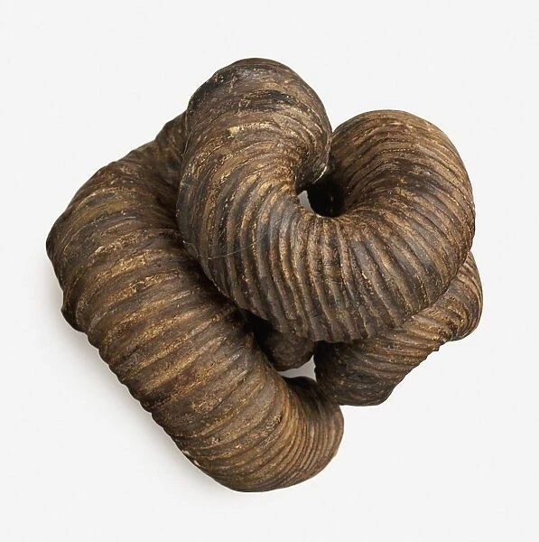 Nipponites mirabilis (Ammonite) twisted into coiling shape, late Cretaceous era