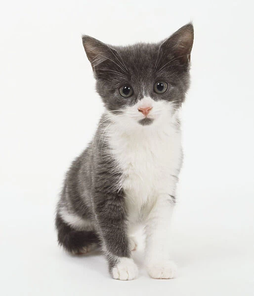A non-pedigree blue-and-white kitten, front view