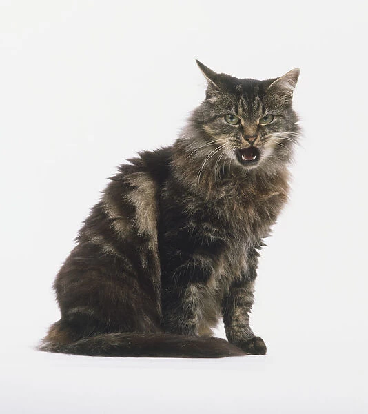 Non-pedigree grey and brown tabby cat growling