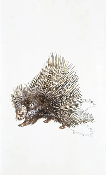North African crested porcupine (Hystrix cristata), illustration