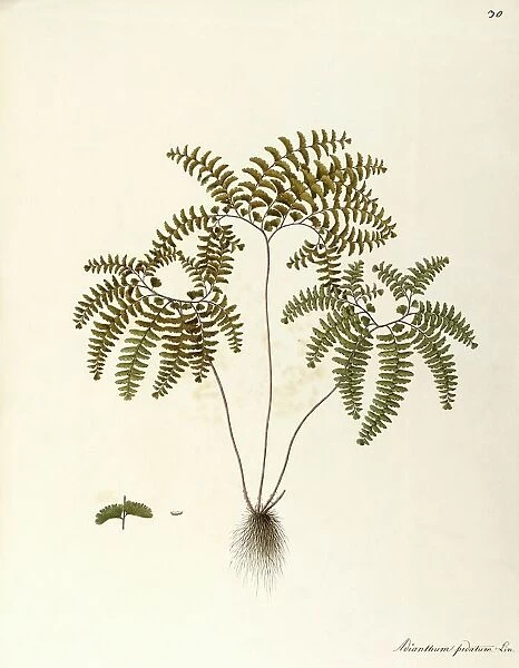 Northern Maidenhair Fern (Adiantum pedatum), Polypodiaceae by Angela Rossi Bottione, watercolor, 1812-1837