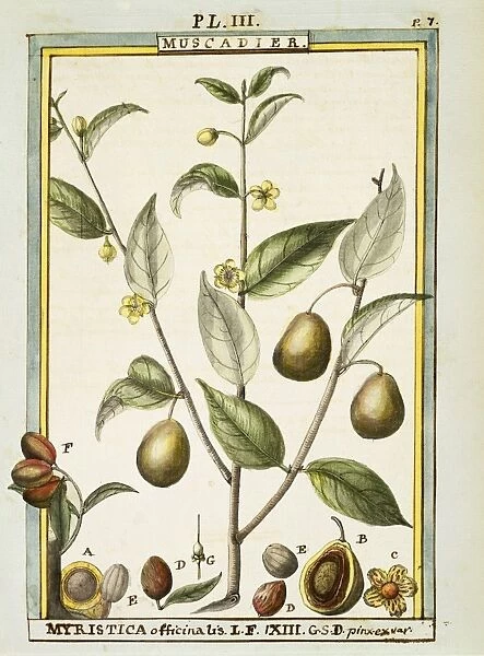 Nutmeg (Myristica fragrans or officinalis), watercolour by Delahaye, 1789
