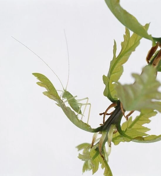 Oak bush cricket (Meconema thalassinum) perched on leaf