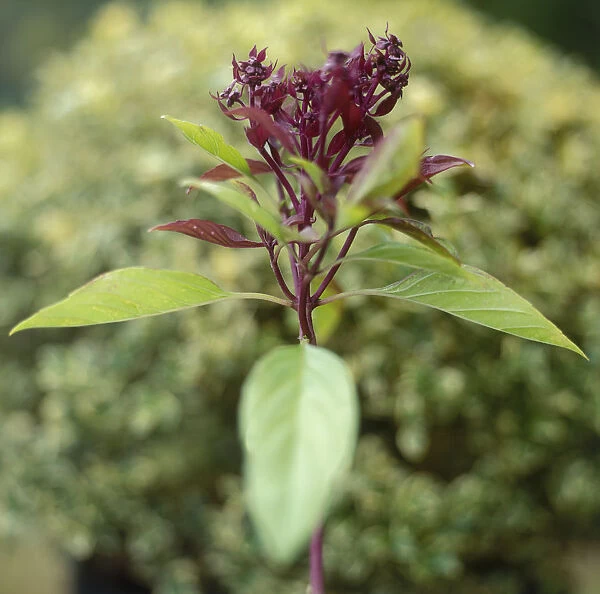 Ocimum basilicum Siam Queen (Siam Queen Basil), small purple flowers, and green leaves