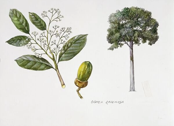 Ocotea racemosa, flower, foliage, acorn, illustration