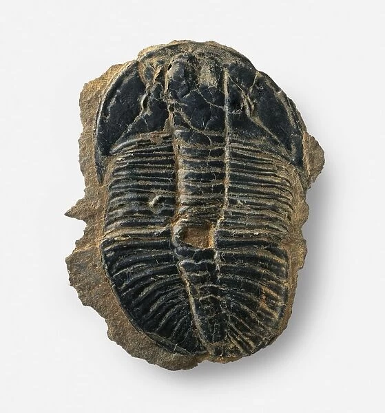 Ogygopsis: Fossilized in brown rock