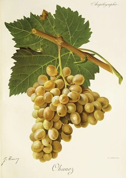 Ohanez grape, illustration by J. Troncy