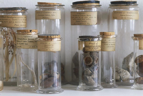 Old botanical specimen jars filled with nature finds, front view