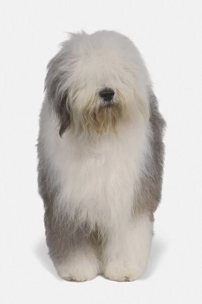 Old English Sheepdog, front view