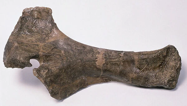 Old indeterminate Barosaur bone