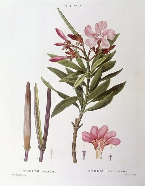 Oleander (Nerium oleander), Henry Louis Duhamel du Monceau, botanical plate by Pierre Joseph Redoute