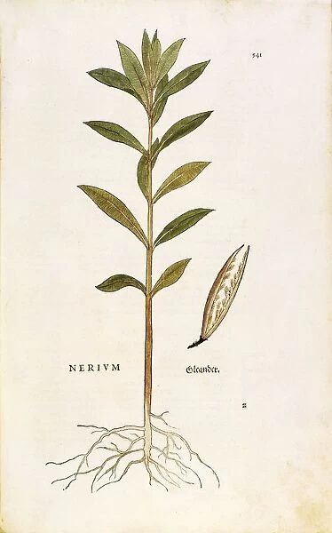 Oleander (Nerium oleander) by Leonhart Fuchs from De historia stirpium commentarii insignes (Notable Commentaries on the History of Plants), colored engraving, 1542