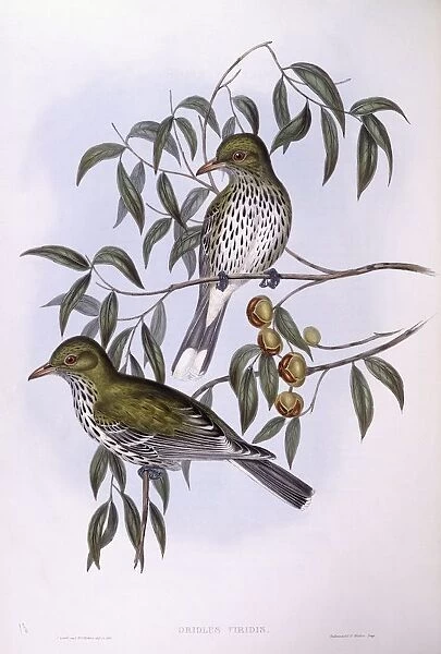 Olive-backed oriole (Oriolus sagittatus), Engraving by John Gould