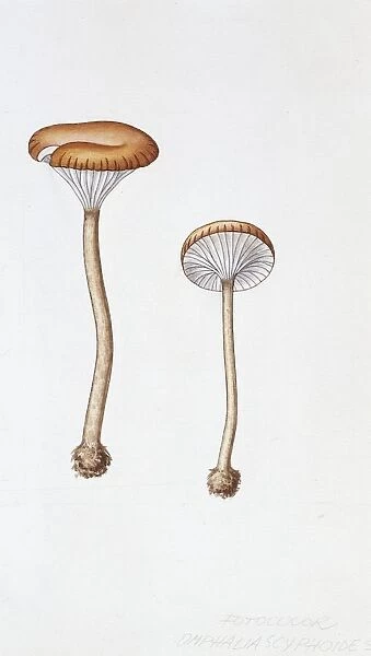 Omphalina pyxidata, illustration