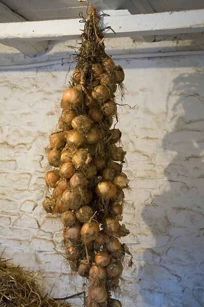Onions hanging up in a shed to ripen