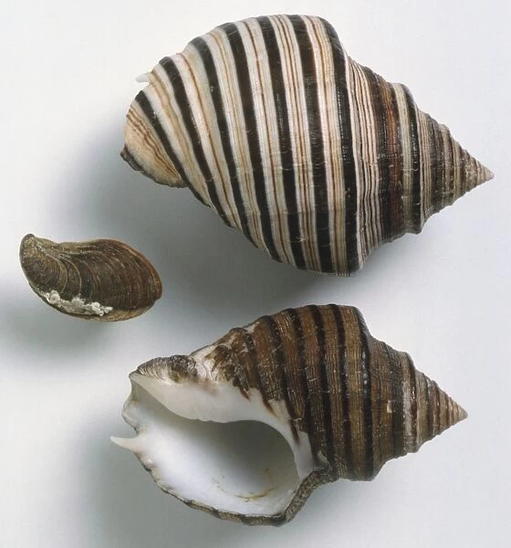 Opeatostoma pseudodon, overhead and underside view of Thorn Latirus shell and Operculum, solid squat shell, inflated body whorl, with light and dark brown, white stripes