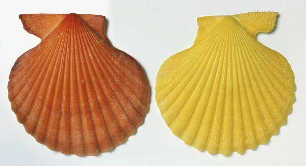 Orange Austral Scallop Shell