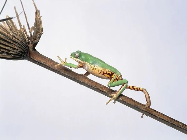 Orange-sided leaf frog (Phyllomedusa hypochondrialis) climbing up a stem, side view