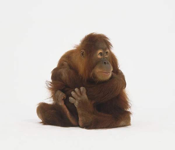 Orangutan (Pongo sp. ) sitting