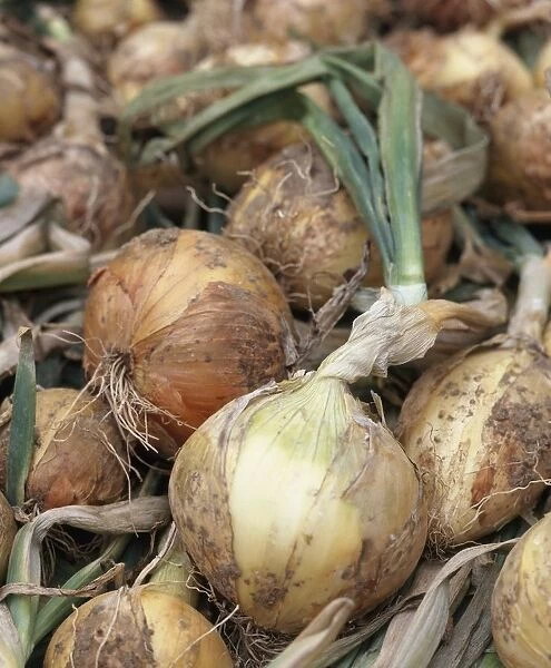 Organic onions, close-up