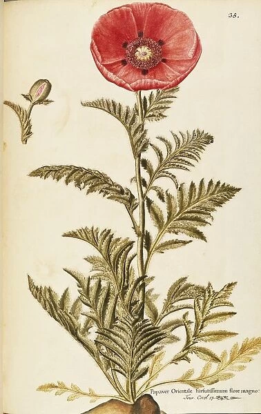 Oriental poppy (Papaver orientale), Papaveraceae by Francesco Peyrolery, watercolor, 1756