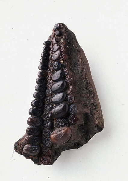 Osteichthyans - Gyrodus: Lower jaw