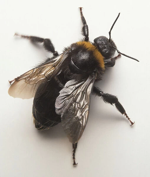 Overhead of bee