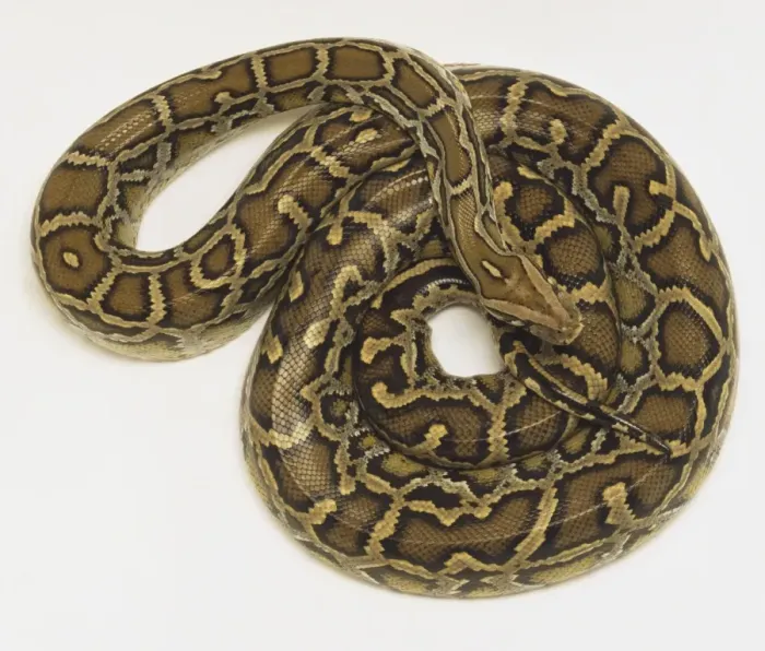 Framed Print : Overhead view of a coiled Burmese Python, Python molurus, showing the rich skin colours and distinctive pattern Framed Print : Overhead view of a coiled Burmese Python, Python molurus, showing the rich skin colours and distinctive pattern