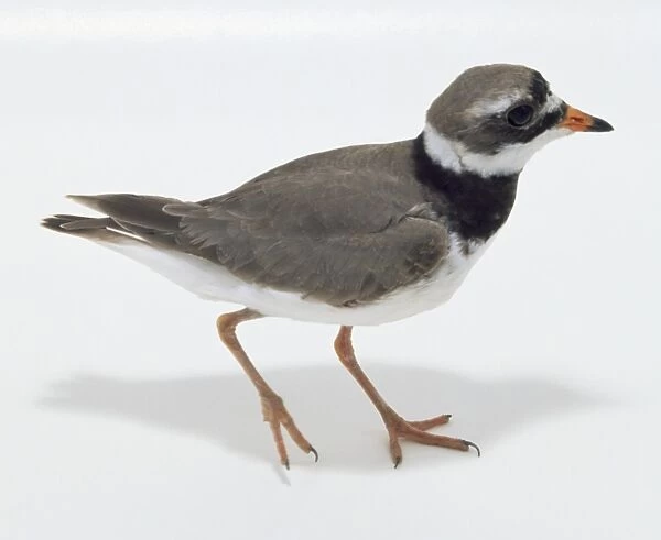 Side  /  overhead view of a Common Ringed Plover with head in profile, showing the orange bill, white neck ring with black plumage underneath, brown wings, the white underside just visible, and long legs for running
