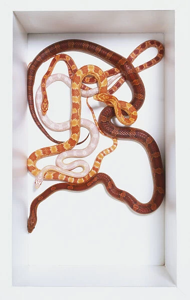Overhead view of three Corn Snakes coiled around each other, one being a Snow Corn Snake. All the snakes have distinctive markings and large eyes