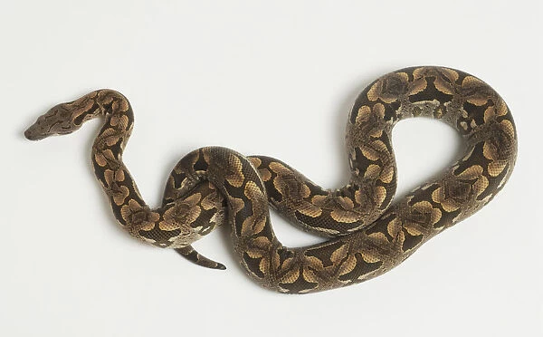 Overhead view of a Dumerils Boa showing the scales of this adult snake and unique markings including the saddles along the midline forming perfect ovals in places and halves of the saddles. The top of the head shows many small scales