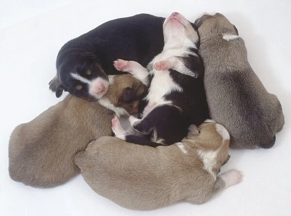Overhead view of a group of five mongrel puppies huddled close together. One pup is lying on his back on top of the other puppies