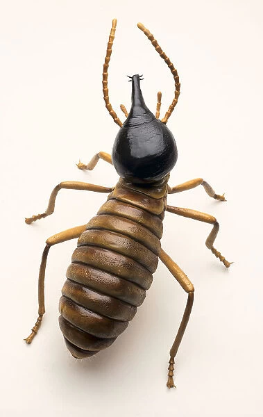 Overhead view of model of Nasute Soldier Termite