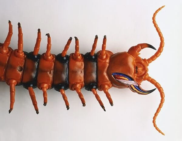 Overhead view of model of upper torso of Giant Tiger Centipede, pair of legs attached to each segment, venom claws behind antennae, cross-section showing venom glands with duct, nerve and muscle
