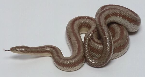 Overhead view of a partially coiled Rosy Boa, Charina trivirgata, showing the skin which is covered in many small scales with orange stripes, and a small eye with a vertical pupil and orange irises, typical of nocturnal foragers