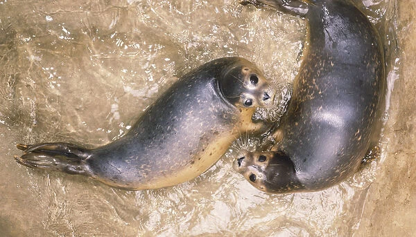 Overhead View of Two Seals Looking Up