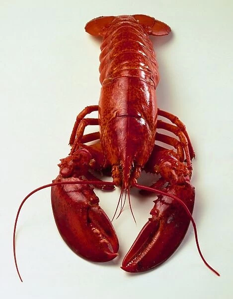 Overhead view of Uncooked Lobster